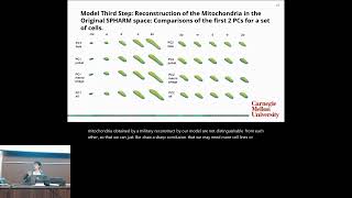 A Quantitative Analysis of Mitochondrial Morphology - Yuxin Lu - GenCompBio - GLBIO 2024