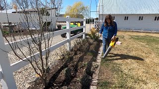 Pruning My Coralberry \u0026 Flower Bed Maintenance! ✂️💚 // Garden Answer