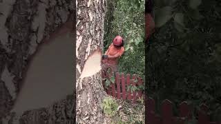 Felling a birch with great precision