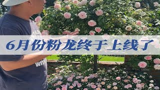 6月份粉龙终于上线了!