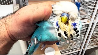 Budgies Not Breeding? Do these couple of things and get 100% results!