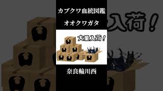 オオクワガタ/奈良輪川西/レイティング/カブクワ血統図鑑