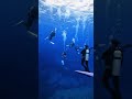 透明度抜群の海で安全停止 スキューバダイビング scubadiving 水中動画 shorts