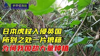 日本虎杖入侵英国，所到之处一片狼藉，为何我国却大量种植？【科学普及站】