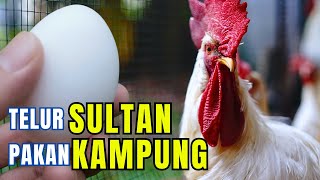 TELUR SULTAN ‼️ PADAHAL PAKAI  PAKAN KAMPUNG 💯 🥚💰 #ayampetelur #telur