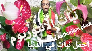 اجمل نبات في الدنيا / الانثوريوم/ طريقة الرعاية و الإكثار Anthurium