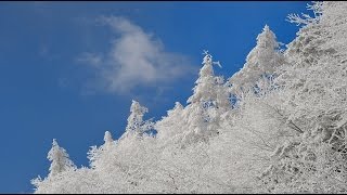 春を待つ霧氷の聖高原・4K撮影