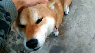 尻尾を振る柴犬が見たい人間