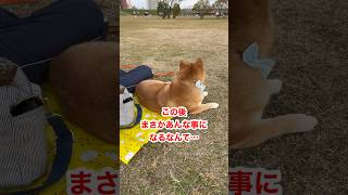 【ちゃちゃ丸】背後からの物体にびっくりして飛び起きる柴犬 #shorts