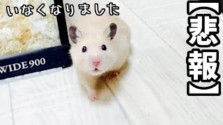 【悲報😭】ハムスターちゃんねるからすごく悲しいお知らせです　おもしろ可愛い動物