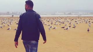 Essaouira birds #morocco