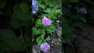 대기만성 수국품종: 가장 늦게 피고, 늦게까지 남아있는 수국 #latest hydrangea