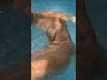 本日の 犬の保育園field_u でのみんなの様子です🏊 いぬのいる暮らし 犬の保育園 犬のしつけ教室 ドッグトレーニング 犬 いぬばか 犬との暮らし