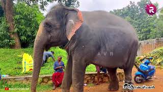 Kaveri Elephant Park (Anathavalam) | Puthenkulam | South Paravur | Kollam #aana #elephant #park