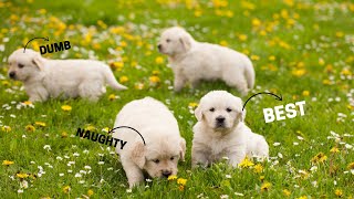 A Guide to Choosing the Right Golden Retriever Puppy