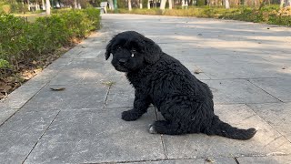 Lost puppy in the park looking for mom until exhausted. Their cuteness melts my heart.