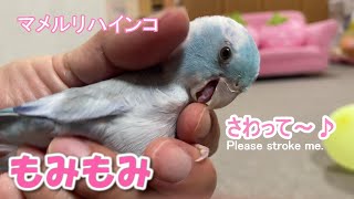 マメルリハインコをコネコネモミモミ触ると、時々かまれるけど気持ち良さそう