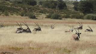 Cheetahs take down an adult Gemsbok!