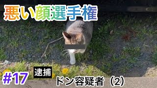 #17【猫動画】悪い顔選手権やってみた！！#ねこ#ネコ#猫#cat