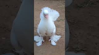 புறா வளர்ப்பு Single Indian Fantail Fancy Pigeons Chick