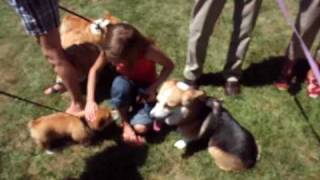 Corgi Chaos!!