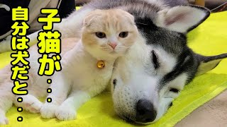 ハスキー犬を起こしに来て、自分が寝ちゃった子猫がこちら...笑