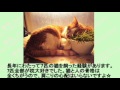 意外なものを枕にして寝ている猫ちゃんが可愛い♡～cat sleeping and what is surprising to pillow.