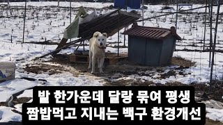 남양주 수동..... 그냥 횡량한 밭 한가운데에 영하 18도에도 몸집보다 작은집하나에 묶인 방치견을 발견한 후...