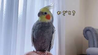 パパのイタズラにため息が出ちゃった！？オカメインコこはくさん