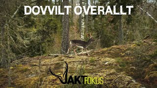 DREVJAKT l Dov Kron Älg l Obs på över 100 Dovvilt