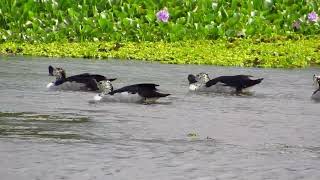 Beautiful Water Birds - Knob-billed Duck