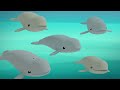 @octonauts 🐋 the beluga whales 🌊 season 1 full episodes cartoons for kids