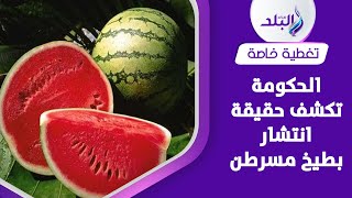 حقيقة انتشار بطيخ مسرطن في الأسواق | ما القصة ؟