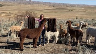 Spinning Daniel's First Shearing (How Much Yarn Does A Baby Alpaca Give?)