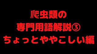 爬虫類屋の店長が解説する専門用語③亜種、ロカリティ編