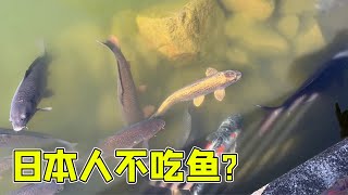 带孩子们去逛动物园，发现日本人挺奇怪的，竟然不吃这么好的鱼？#打工夫妻在日本