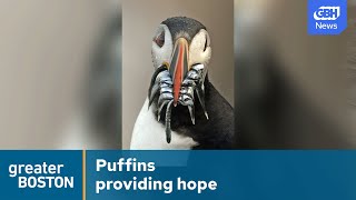 The unsuspecting harbinger of climate change: Puffins