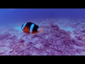 when clownfish attack