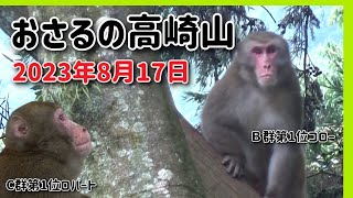 おさるの高崎山　2023年8月17日