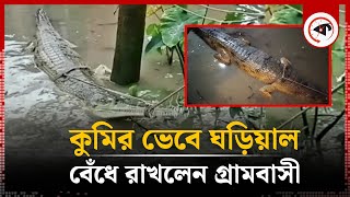 কুমির ভেবে ঘড়িয়াল বেঁধে রাখলেন গ্রামবাসী | Patuakhali | Bauphal | Gharial | Kalbela