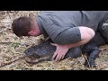 ALLIGATOR NEST RAID! | The Australian Reptile Park