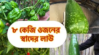 SHOCKER BAGAN থেকে আভারও বড় বড় লাউ /বাংলা কদু HARVESTING  /10 October 2024