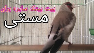 پیت پیتک سایره ماده برای مستی نر | صدای سایره برای مستیGold Finch training songHimalayan bird  sings