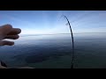 blackfish fishing from shore triple limit plus albies