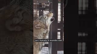 Wolf Howling