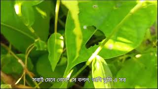 আমার মা বাড়িতে বিদেশী জাতের আলু চাষ করেছে।। My mother cultivated exotic varieties of potatoes at