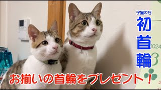 【保護猫】子猫の万にお揃いの首輪をプレゼント！