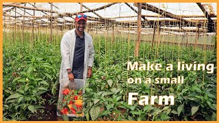 How I Make Ksh 100,000 a Month from Greenhouse Farming