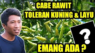 CABE RAWIT BERBUAH LEBAT TOLERAN VIRUS GEMINI DAN LAYU | CARA MENANAM CABE