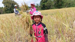 ครอบครัวลุยเกี่ยวข้าวน้องเนยน้องหลีดช่วยเกี่ยวข้าวเหมือนผู้ใหญ่สู้ชีวิต